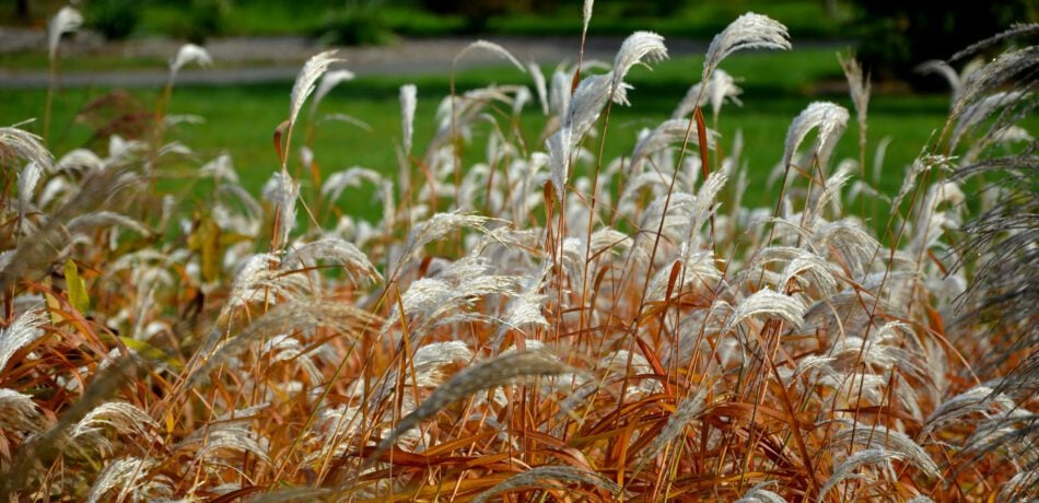 Close up of ornamental grasses blowing in the wind.